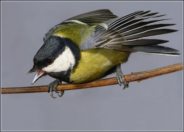 Галина Синица