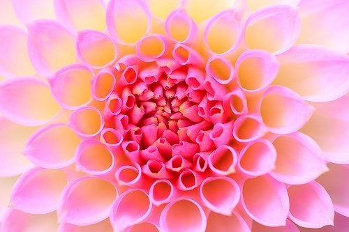 Мария Шевчук