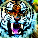 Tigr 888