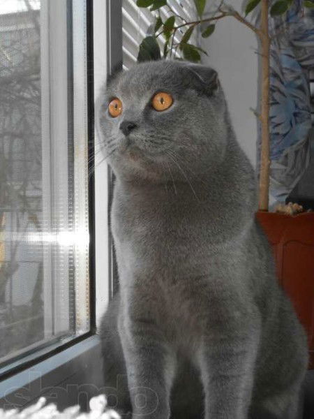 Александр Сербез