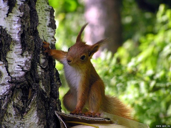 Ольга Гафурова