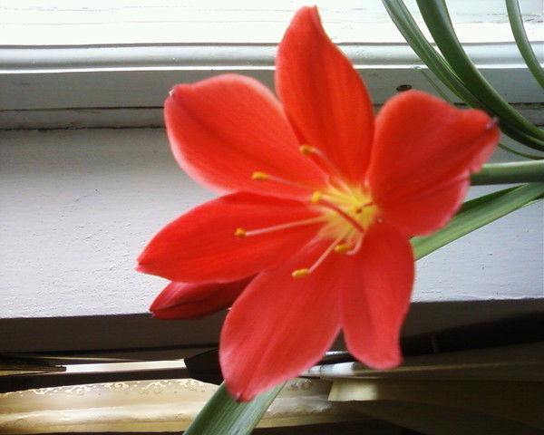 Салтанат Маусымбаева