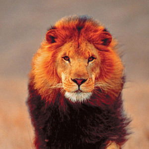 Сергей Кабищев