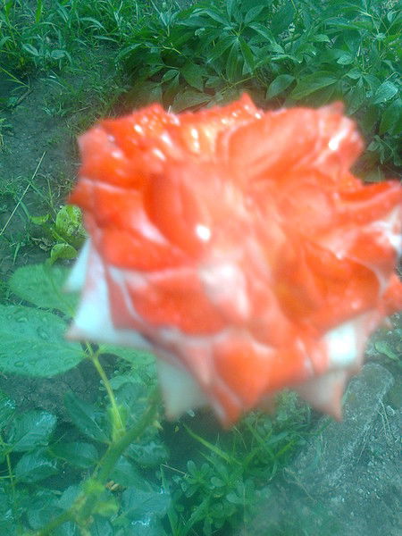 Светлана Сачко