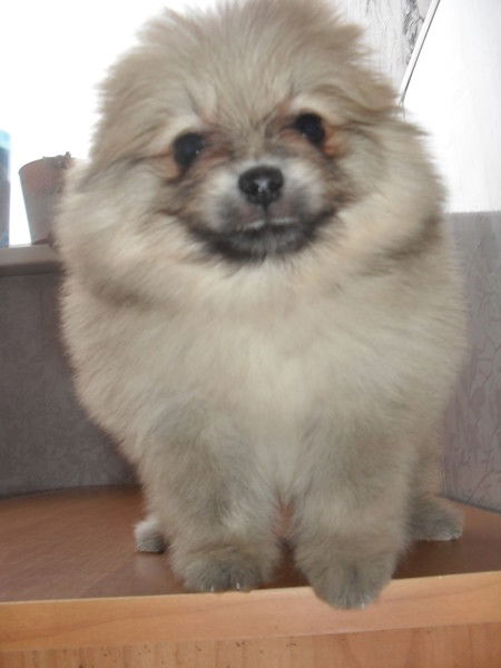 Ася Белкина