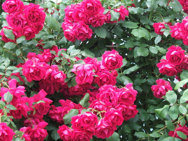 Елена Елена