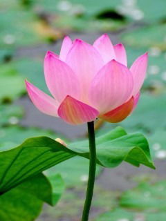 Кумушай Назарова