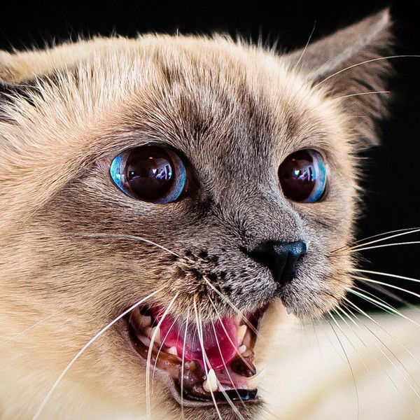 Светлана Викторовна