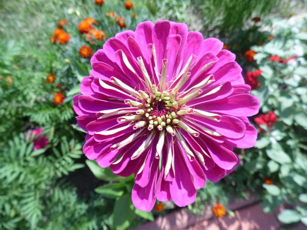 Людмила Советкина