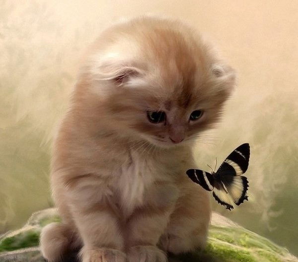 Анна Казакова