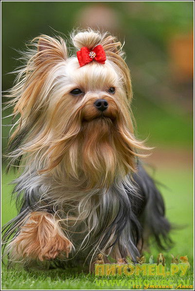 Дарья Ерошина