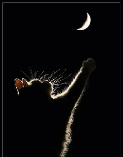 Светлана Светлана