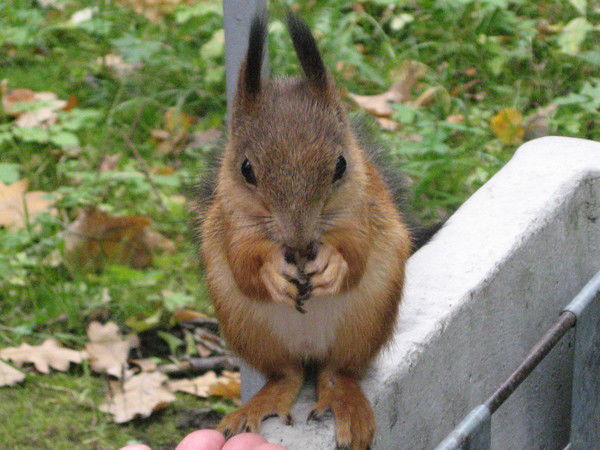 Наталья Горюнова