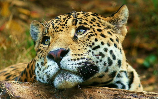 Нинулька Нинулька