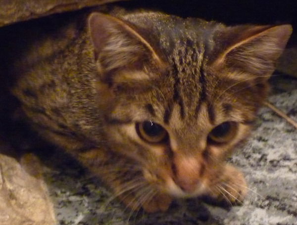 Юлия Молькова