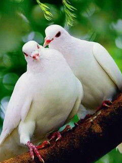 Guljamal Janibek Kizi