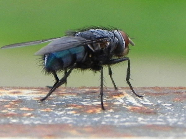 Евгений Репников