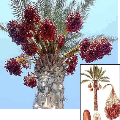 Тоо Пальма Актобе