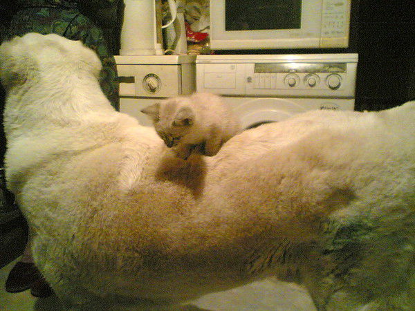 Мария Ромашева