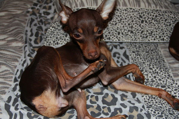 Петр Петров