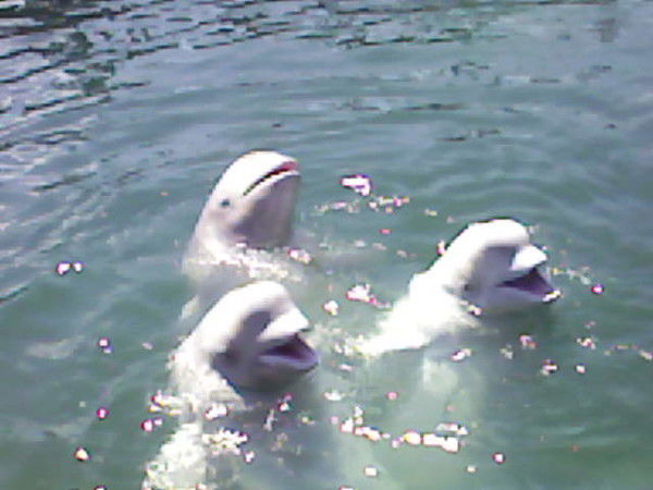 Александр Александров