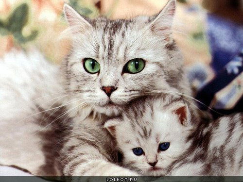 Лидия Нпц Курылыс