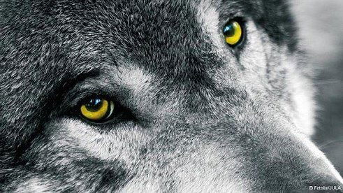 Александра Полтавская