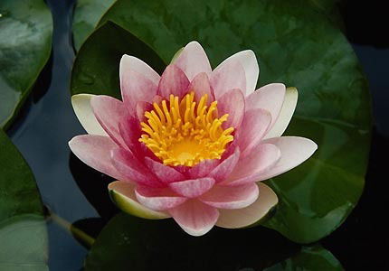 Ксения Бурдина