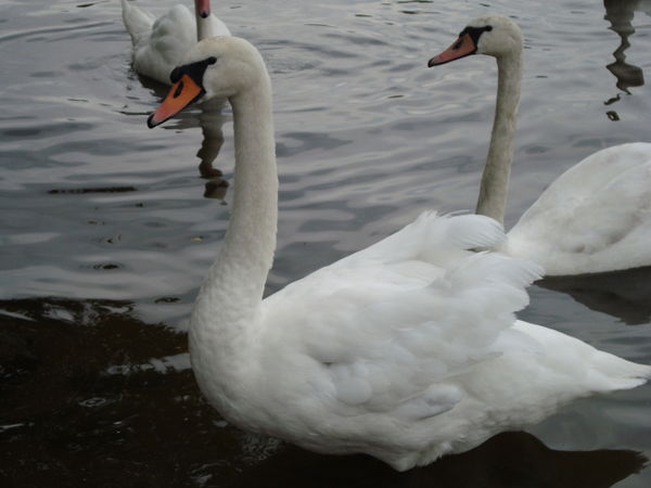 Любовь Архипова