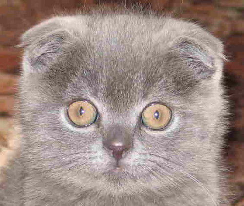 Светлана Барабанова