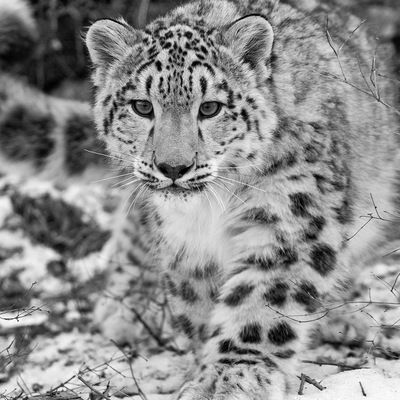 Татьяна Губанова