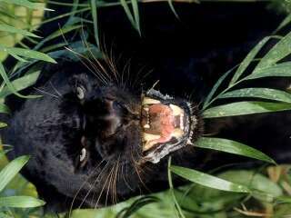 Асан Алдозов