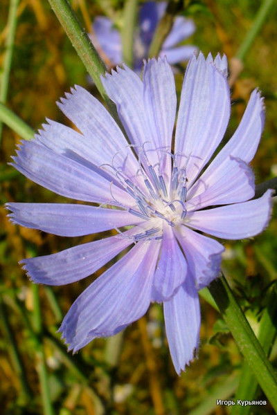 Елена Козырева