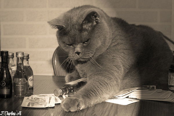 Дмитрий Бушков