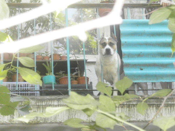 Дмитрий Пичугин