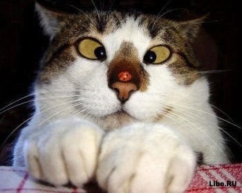 Дмитрий Кошкин