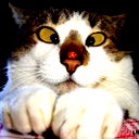 Дмитрий Кошкин