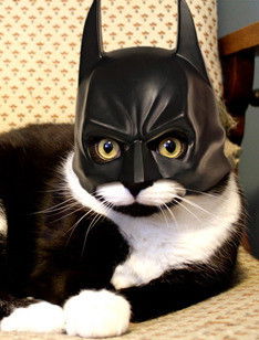 Константин Комаров