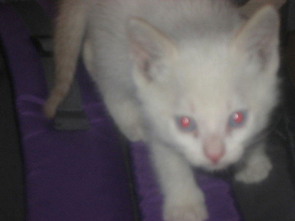 Анна Коннова