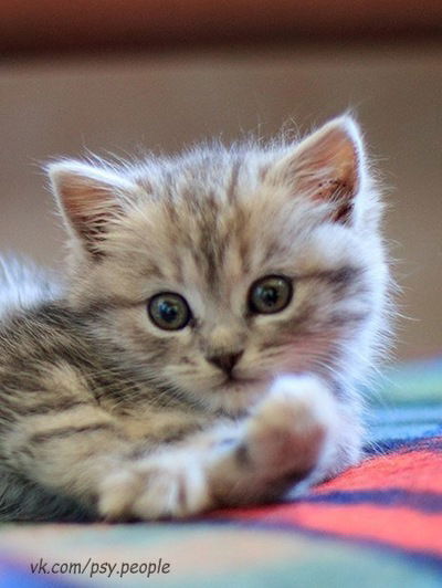 Анастасия Новикова