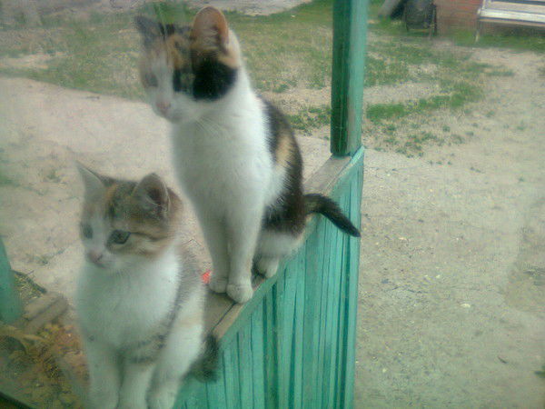 Абугали Байконысулы