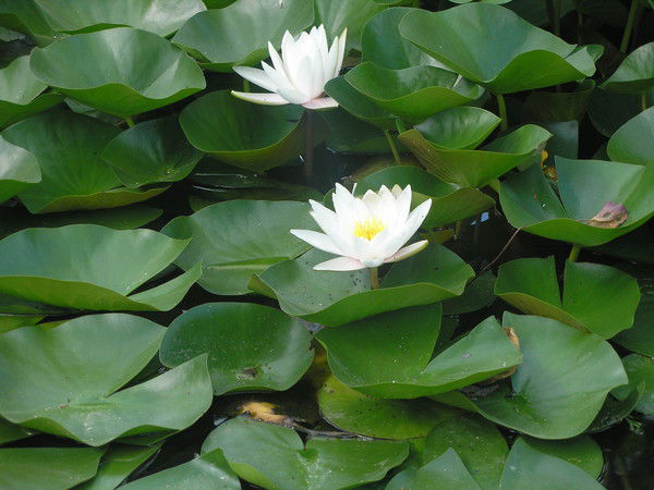 Елена Тихонова