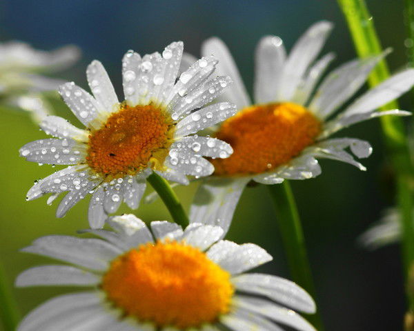 Наталья Мак