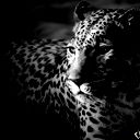 Владимир Жуковец