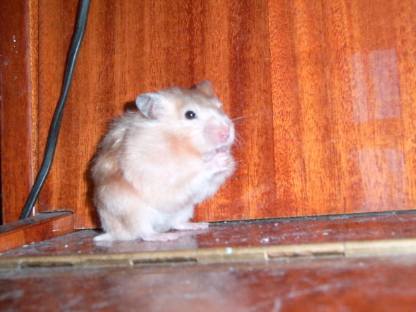 Сергей Хомяков