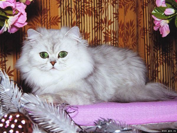 Валентина Никифорова