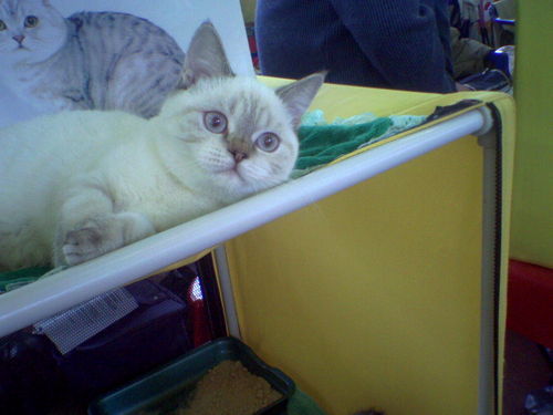 Юлианна Рюс