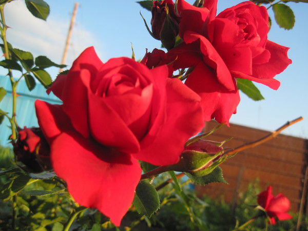 Татьяна Мороз