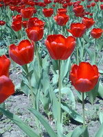 Наталья Цверкунова