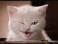 Жанна Черевко